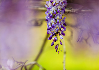 blue flowers on a green background