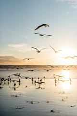 Seagulls at the beach at sunset, pastel tones, background
