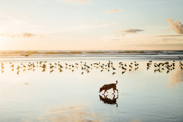 Dog and seagulls at the beach at sunset