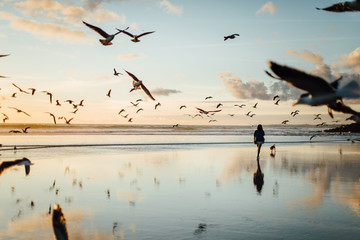 man and a dog walking at the beach with seagulls flying around