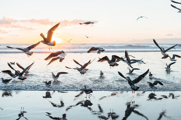 Fototapeta premium Seagulls at the beach at sunset, pastel tones, background
