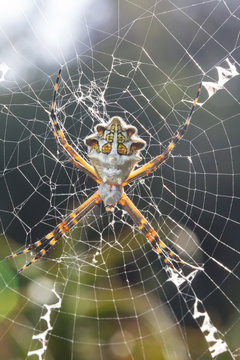 Silver Argiope