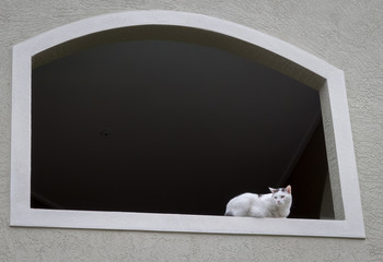 White and gray cat sitting in an arched window-light gray wall