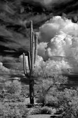 Infrared Saguaro Cactus Sonora Desert Arizona