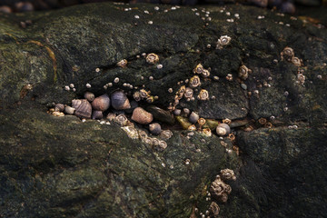 Barnacles and shells in cracks of a rock on the beach