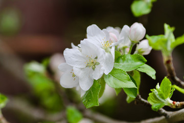 Obraz na płótnie Canvas Cherry Blossom