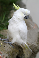 White Cockatoo