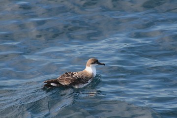 Great Shearwater