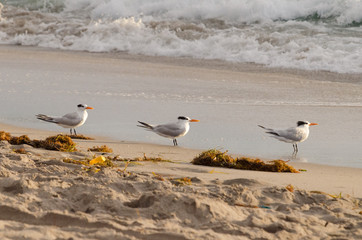 Three Royal Terns on the beach - standing in a straight line and all facing right