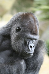 Gorilla