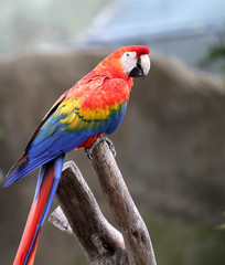 Parrot