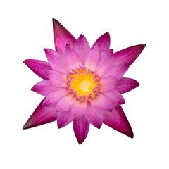 top view of pink waterlily flower isolated on white background with clipping path,pink lotus