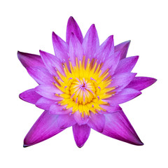pink waterlily flower isolated on white background with clipping path, pink lotus