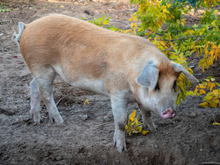 Young swine of Duroc's breed in yard. Concept of small pig farms in southern Russia