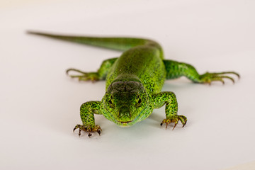Live aggressive green lizard Lacerta trilineataon a white background. Shallow selective focus