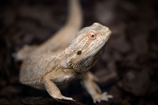 Bearded Dragon Closeup