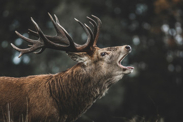 Red Deer (Cervus elaphus) stag bellowing during the rut