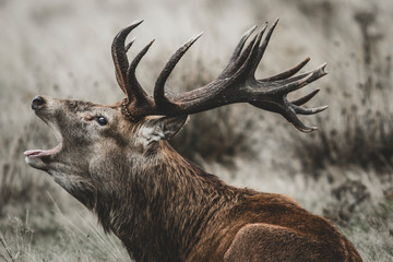 Edelhert (Cervus elaphus) hert brullend tijdens de sleur