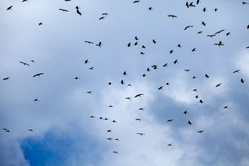 Flock of birds silhouette on clouds background