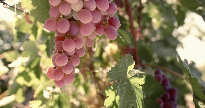 Beautiful red Ripe grapes on a vineyard, growing in sunny garden, closeup shot in sunset 4k