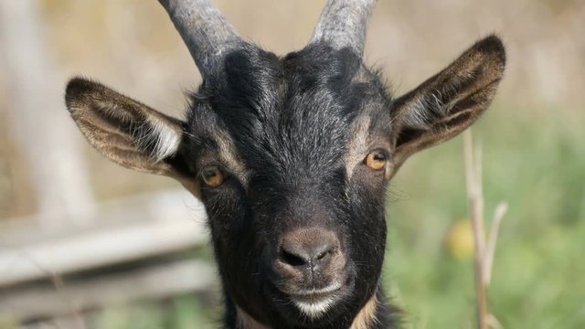 Muzzle of funny black young goat in the nature close up view