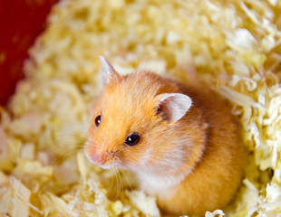 Hamster home in keeping in captivity. Hamster in sawdust. Red hamster.
