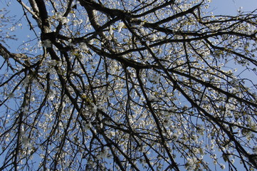 Ciliegio in fiore