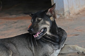 Dog,  the black dog lies down on ground,  it is pets that is tame.