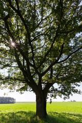 oak trunk detail