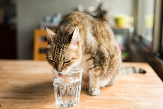 cat drink water