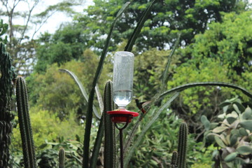 Colibrí © Maira Olmos