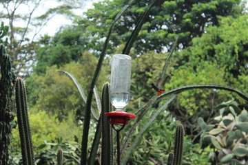 Colibrí © Maira Olmos