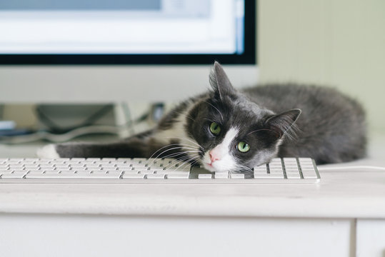 Cute Grey Cat Lying On Keyboard