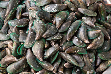 A big bowl with delicious mussels.Ropes with plenty of baby mussels in a french massel farm.