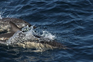 Obraz premium White sided dolphin