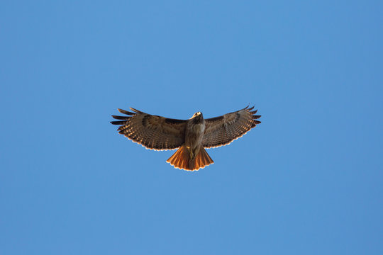 Flying Red Tail