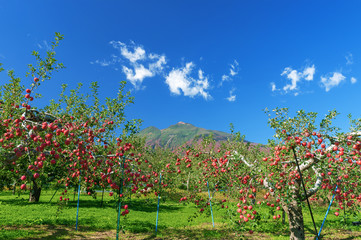 Fototapeta na wymiar 【青森県弘前市】岩木山麓津軽の秋、りんご園は収穫中