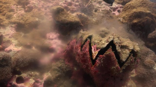 The giant clam (Tridacna gigas) spawning