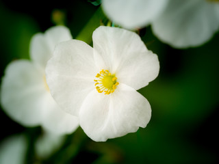 Yellow Pollen of  Reed Amazon Flowers Blooming