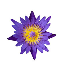 top view of purple waterlily flower isolated on white background with clipping path, purple lotus