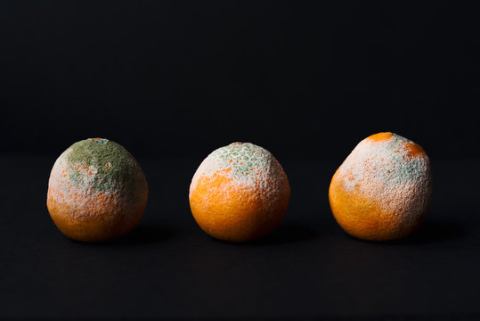 Three Rotten and Moldy Tangerines In A Row