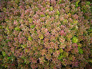 Red Joyweed Gorwing on The Field