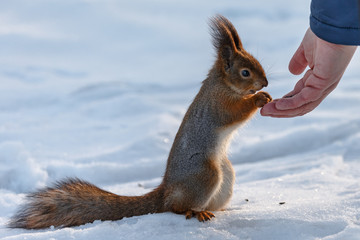 Hand feeding a red squirrel