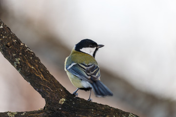 Great tit on a branch