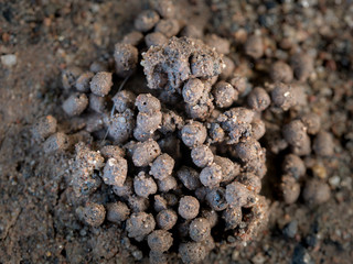 Sandy Soil Resulting from Earthworm