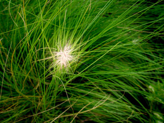 Grass Flowers Blooming