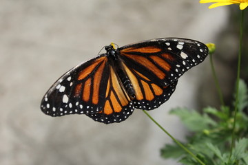 Fototapeta premium Butterfly