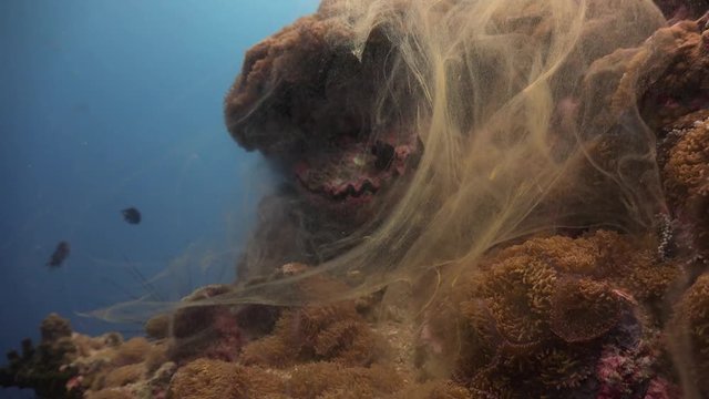The giant clam (Tridacna gigas) spawning
