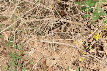 abstract arid brinks wook floor land 