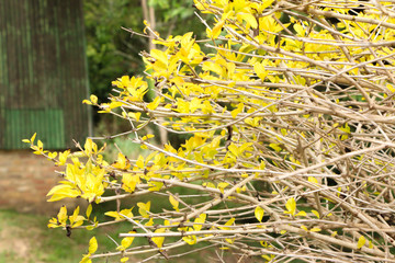 abstract arid brinks wook floor land 